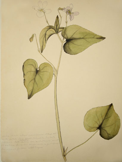 Viola_09